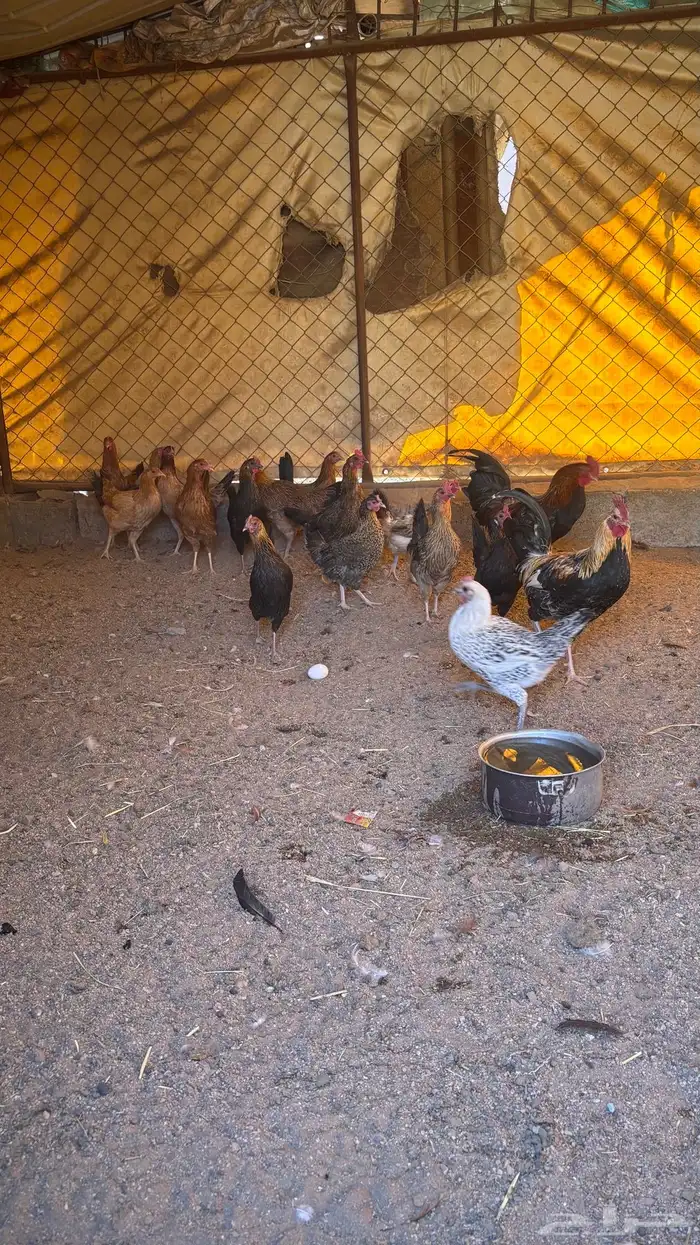 دجاج بلدي حضان بياض على الشرطط 4