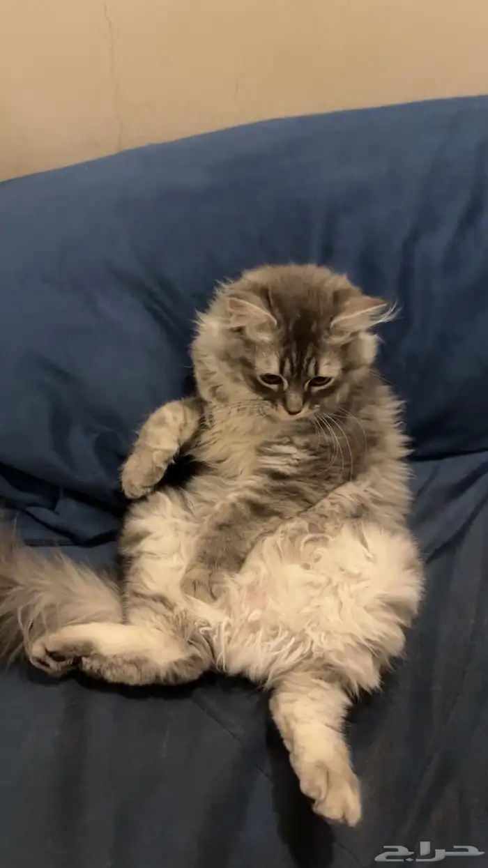 بسه للبيع مع اغراضها 1