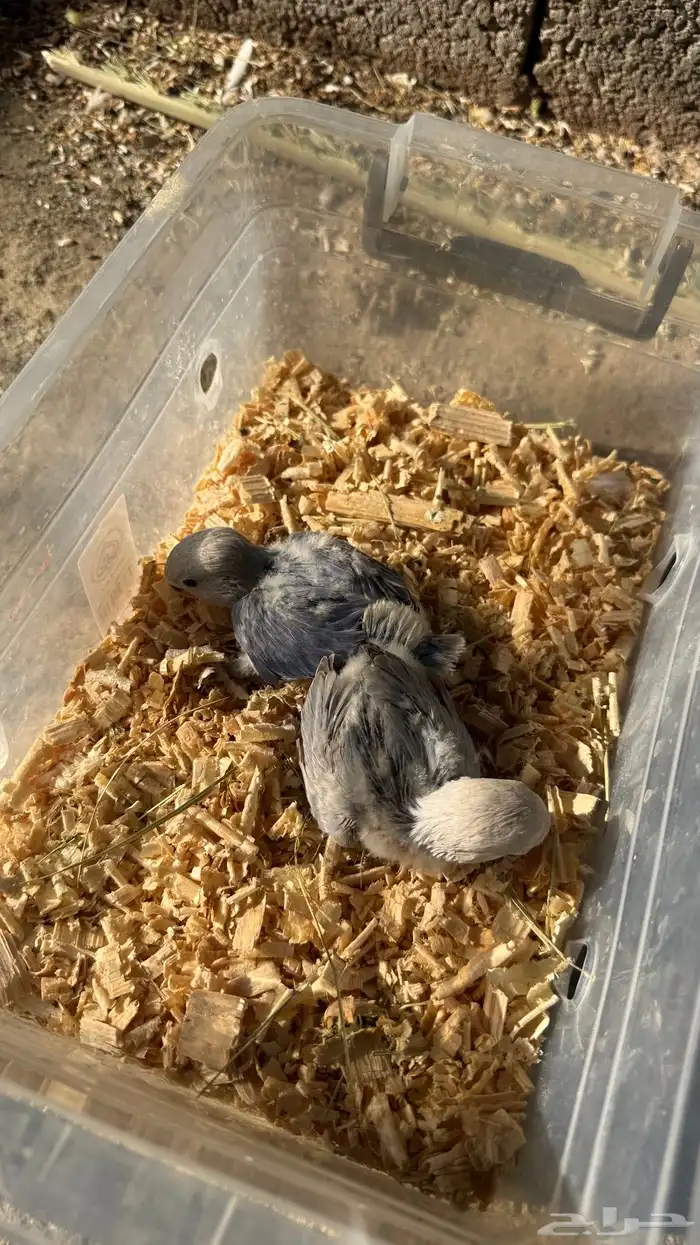 للبيع فروخ روز 12