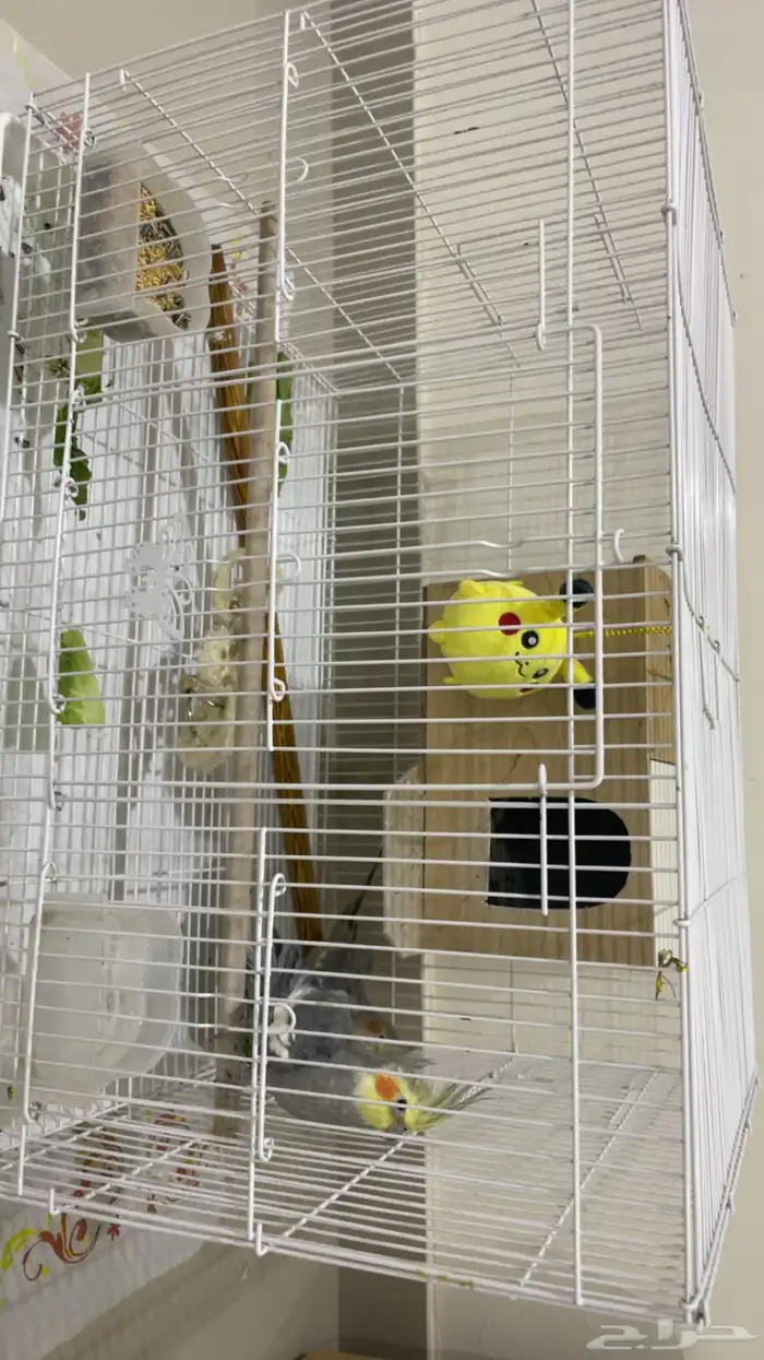 طيور زوج كروان 0