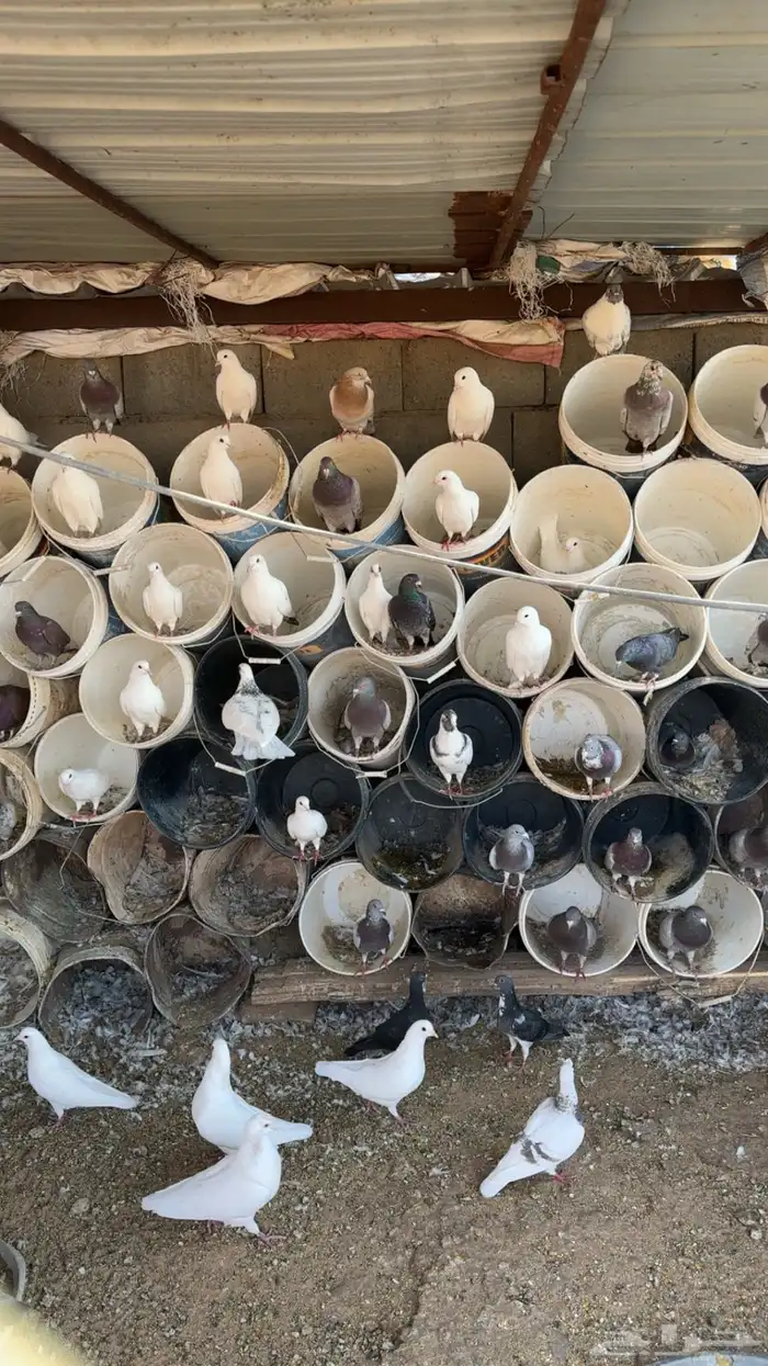 دجاج فيومي وحمام فرنسي وبلدي 3