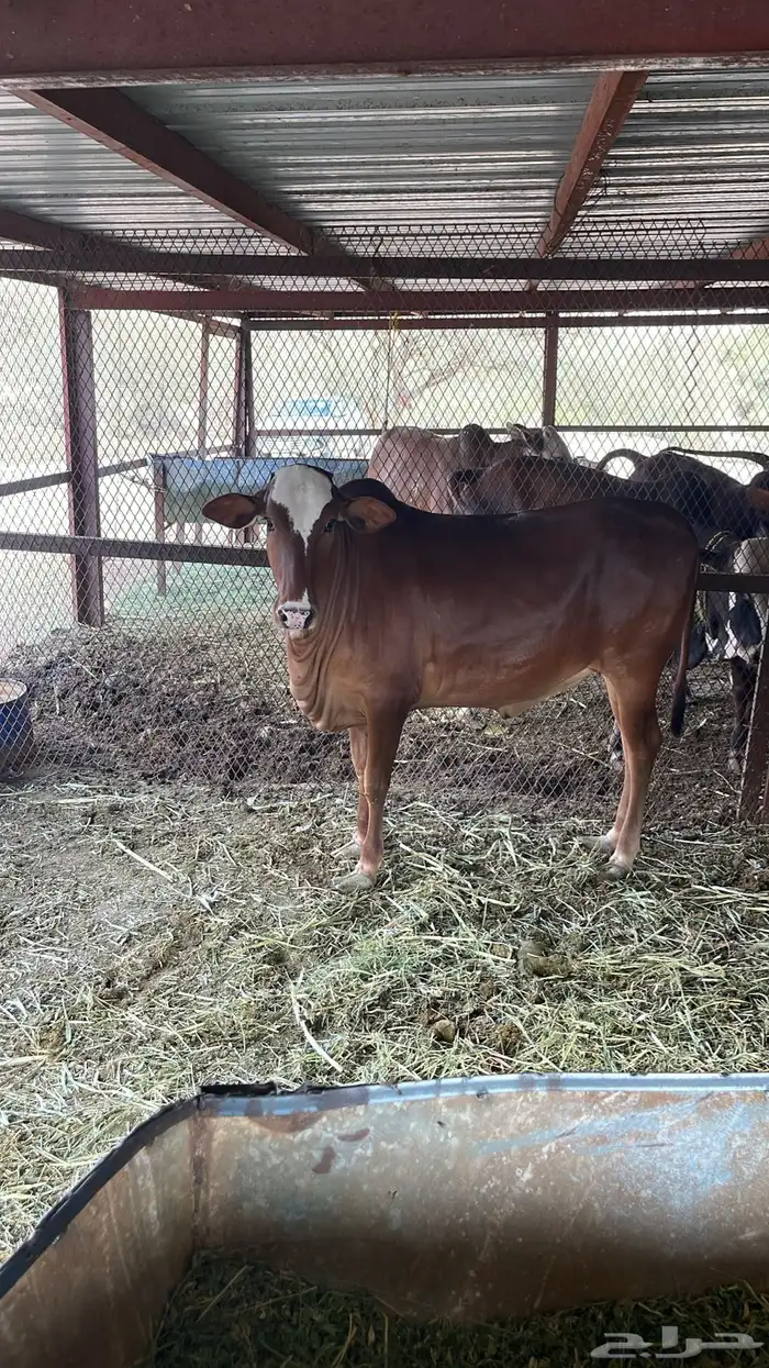 حسلان للبيع 3