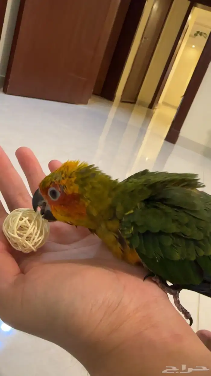 فرخ صن كنيور حجم حلو 3