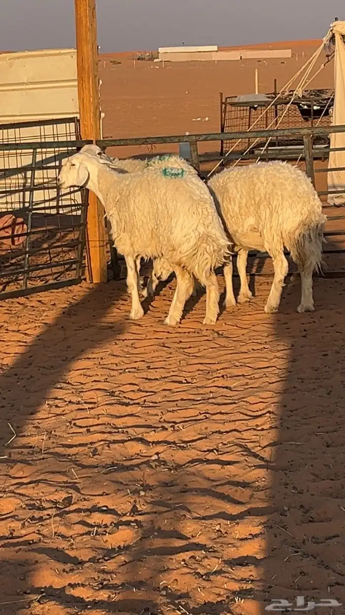 غنم حرش صنف 3
