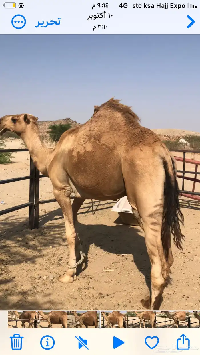 قعود غرونقي احمر شمالي 0