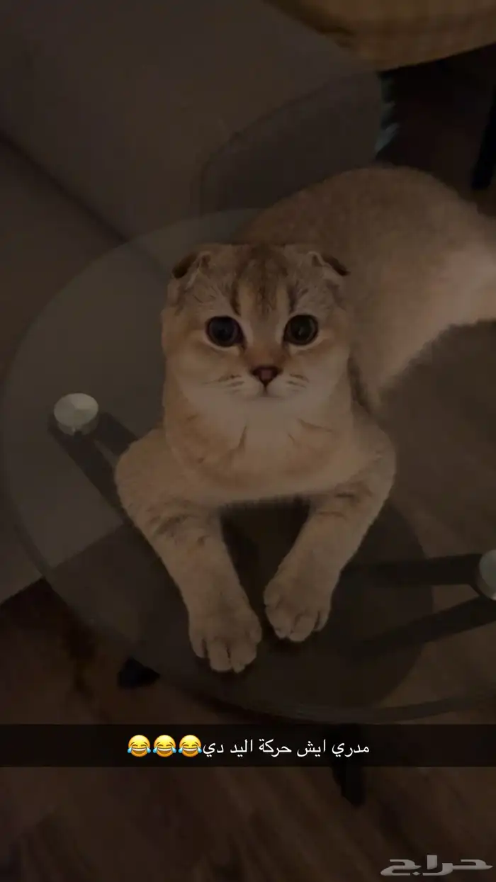 قطط سكوتش فولد للبيع 6