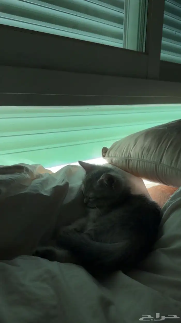 قطه صغيره للبيع 3