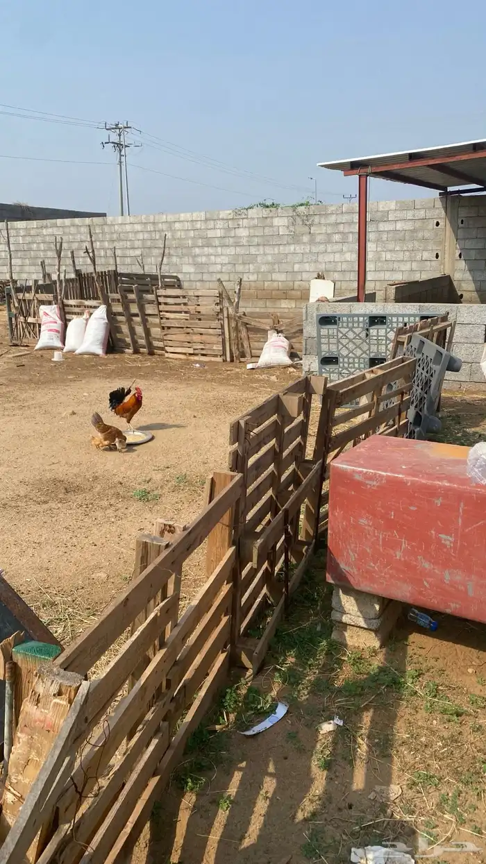 ديك بلدي شرط 4