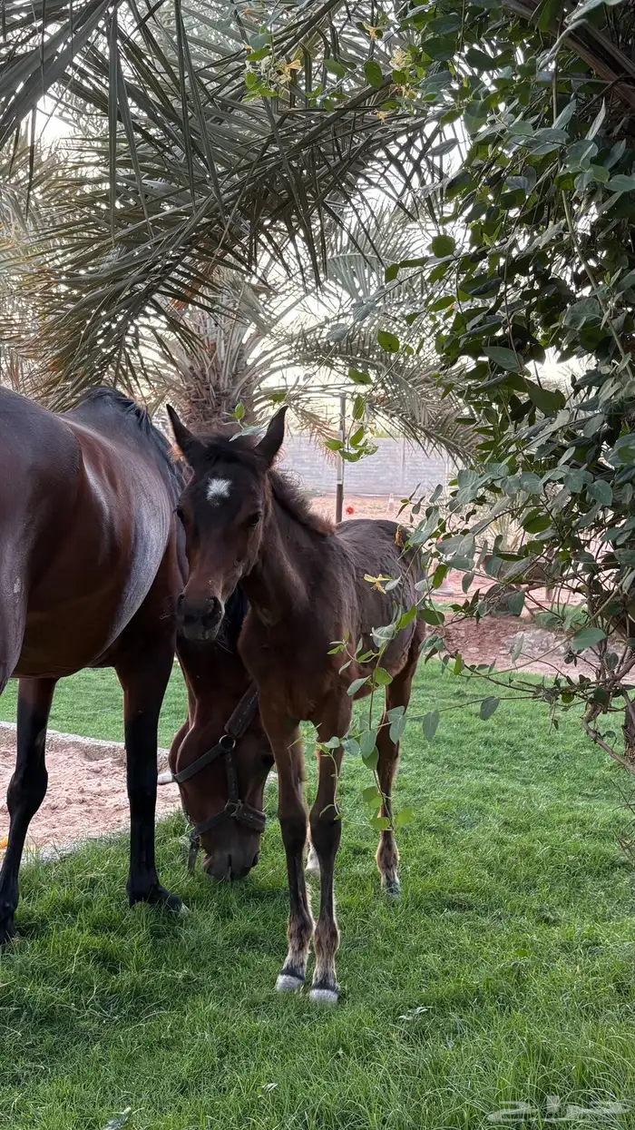 مهرة للبيع 0