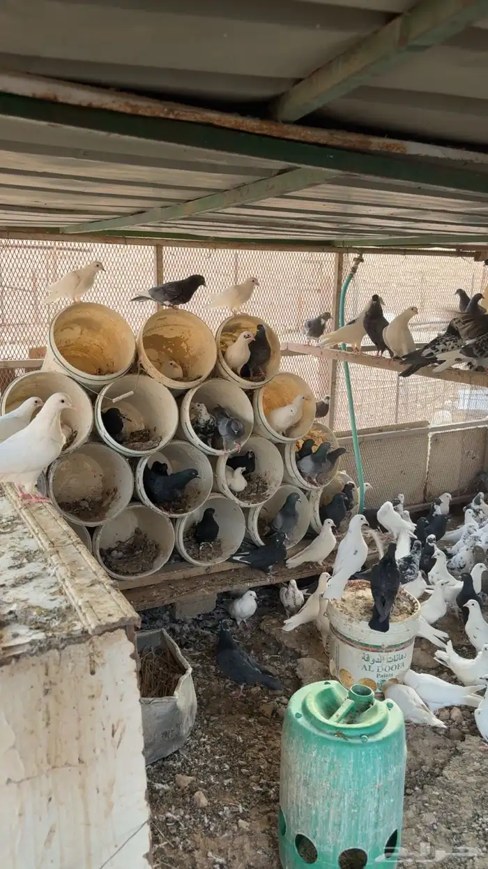 حمام بلدي نظيف 2