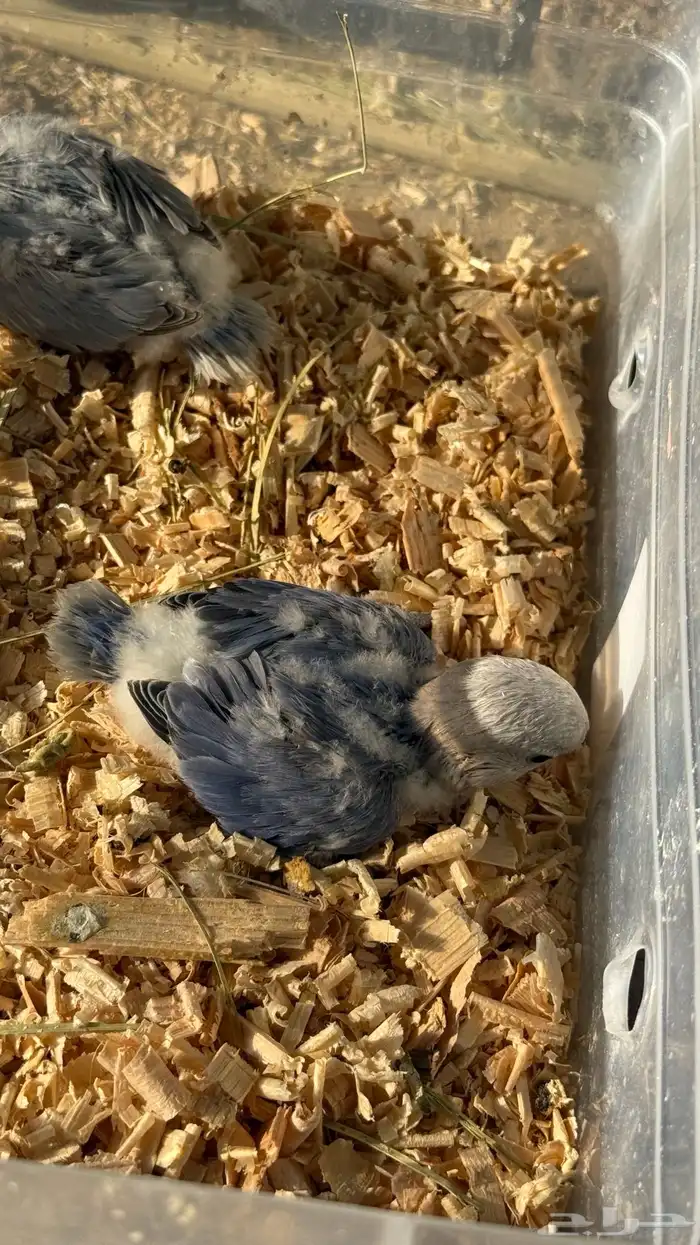 للبيع فروخ روز 10