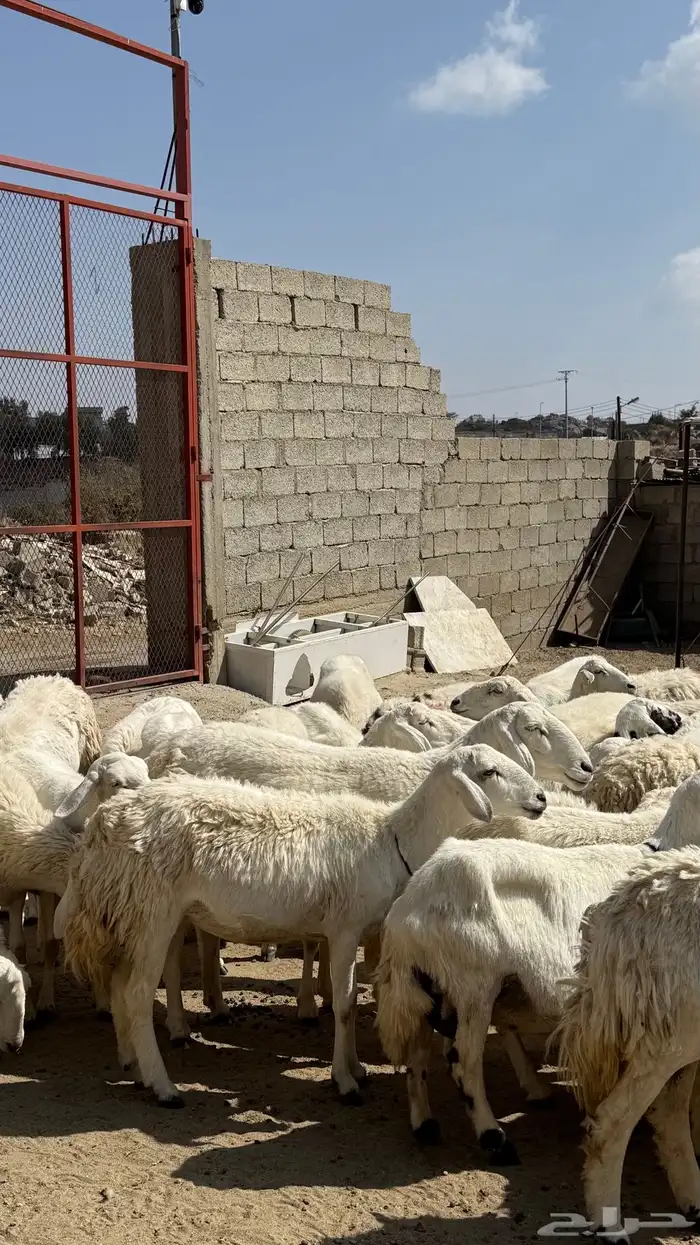 للبيع غنم حريات مراح واحد 7