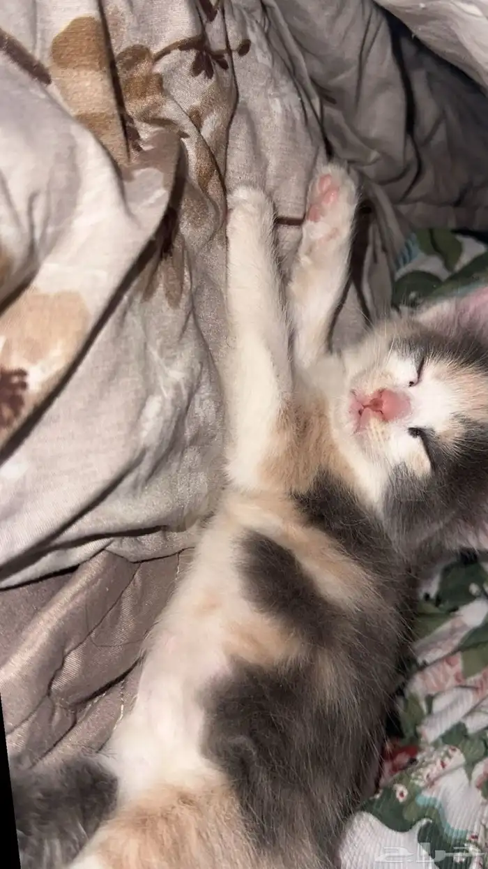 قط للتبني سليم بالرياض 0