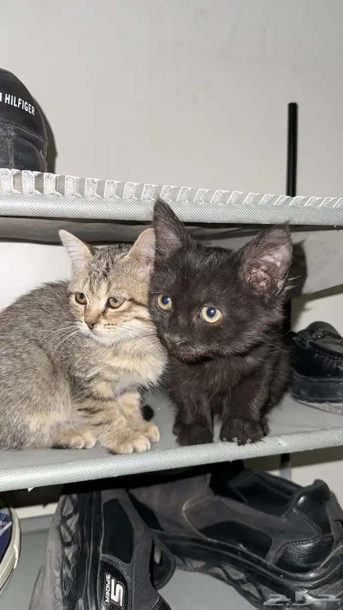 تبني قطوتين 0