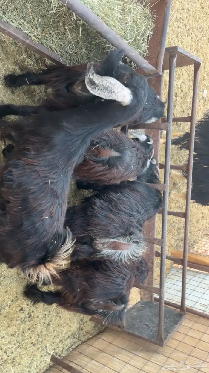 جفار طيبات وفل شحم مقفلات (تم البيع) 9