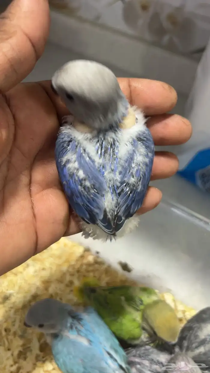 فروز روز غر 0