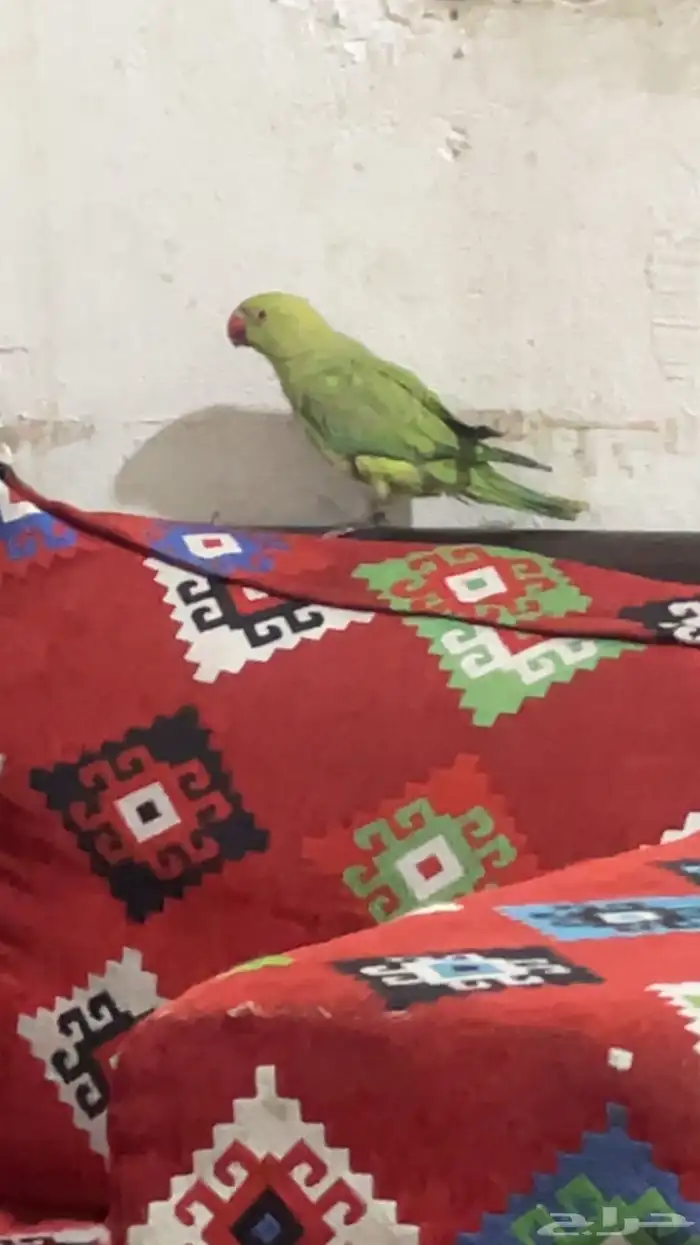 ببغاء درة الليف 1