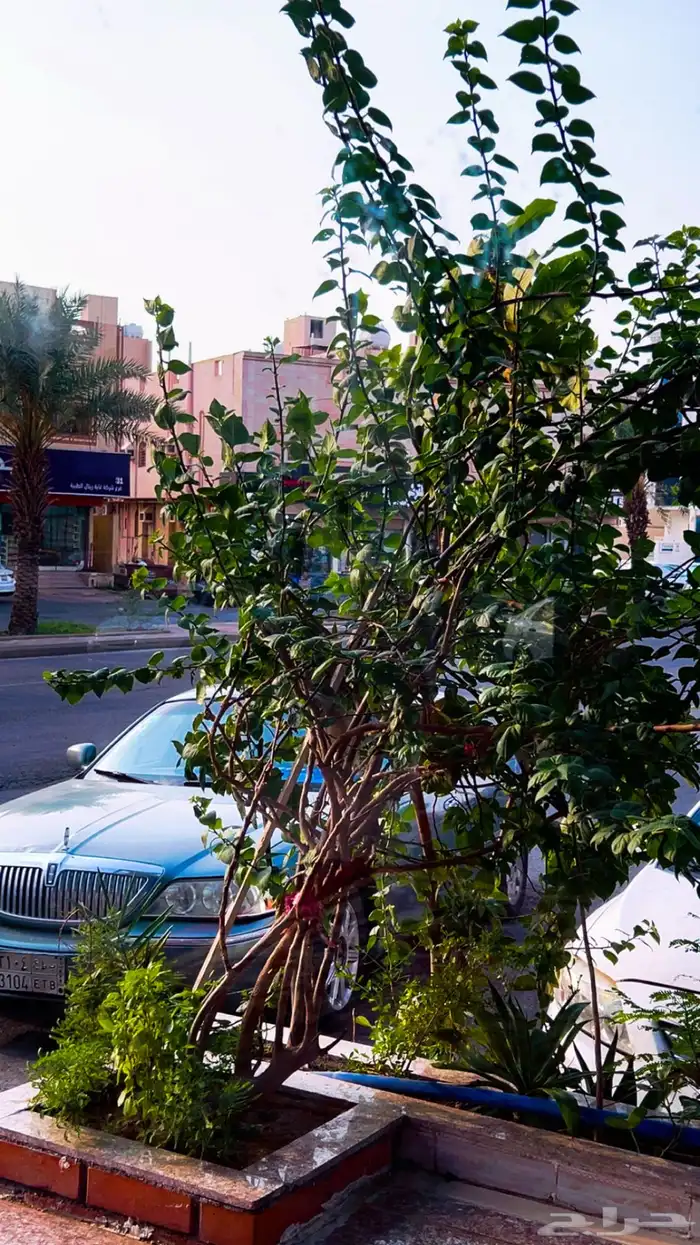 لنكولن تاون كار 2006 سقنتشر 0