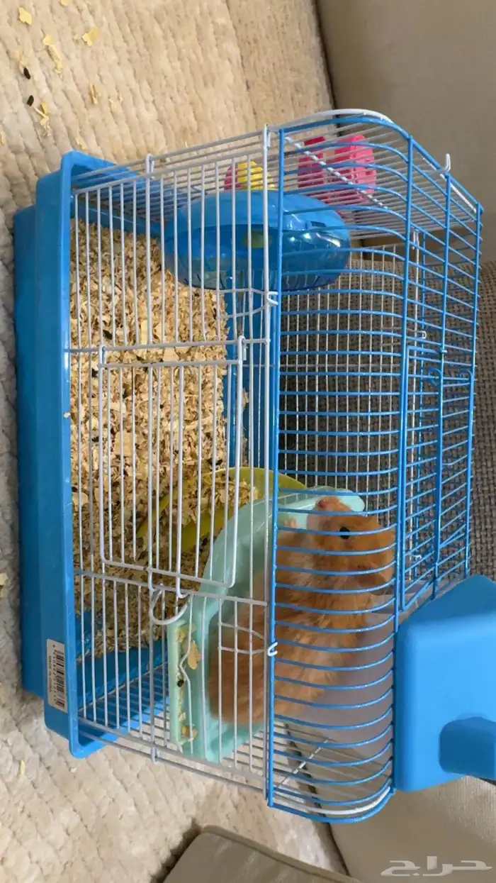 هامستر للبيع النوع ماعرفه 1