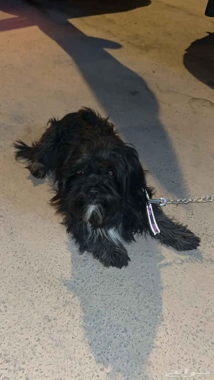 كلب مالتيز للبيع 2