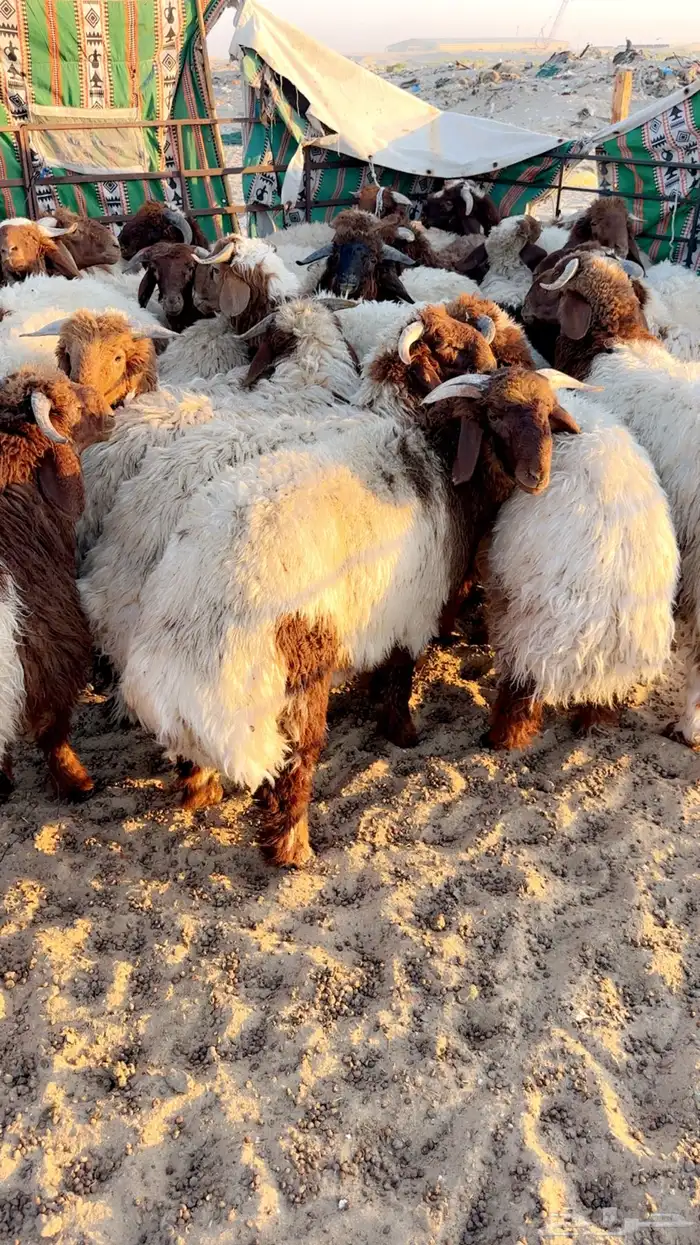 خرفان نعيم بلدي جذعان وهرافاء 4