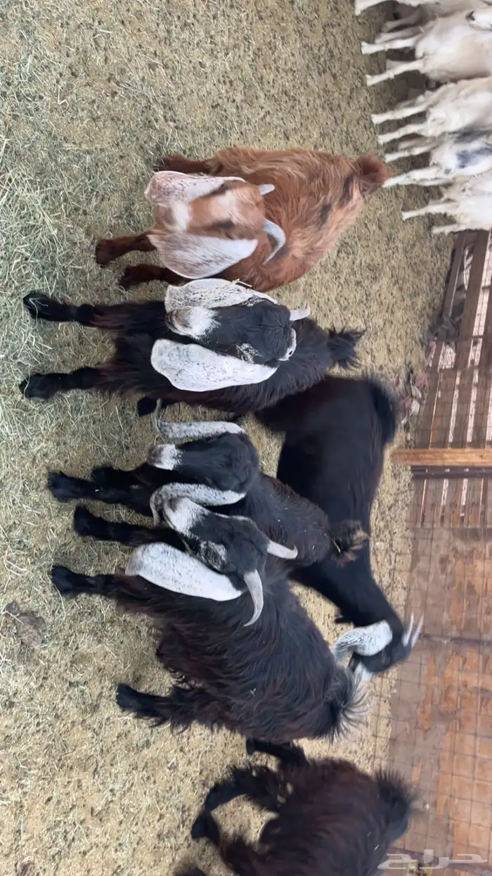 جفار طيبات وفل شحم مقفلات (تم البيع) 1