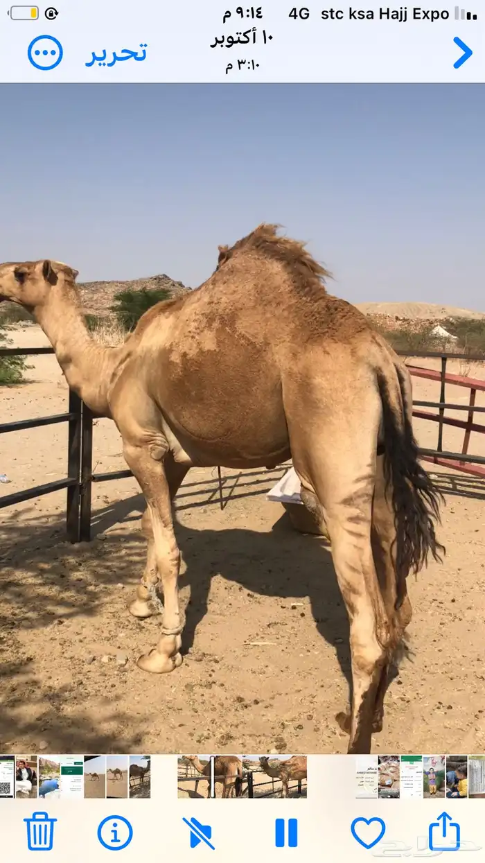 قعود غرونقي احمر شمالي 1