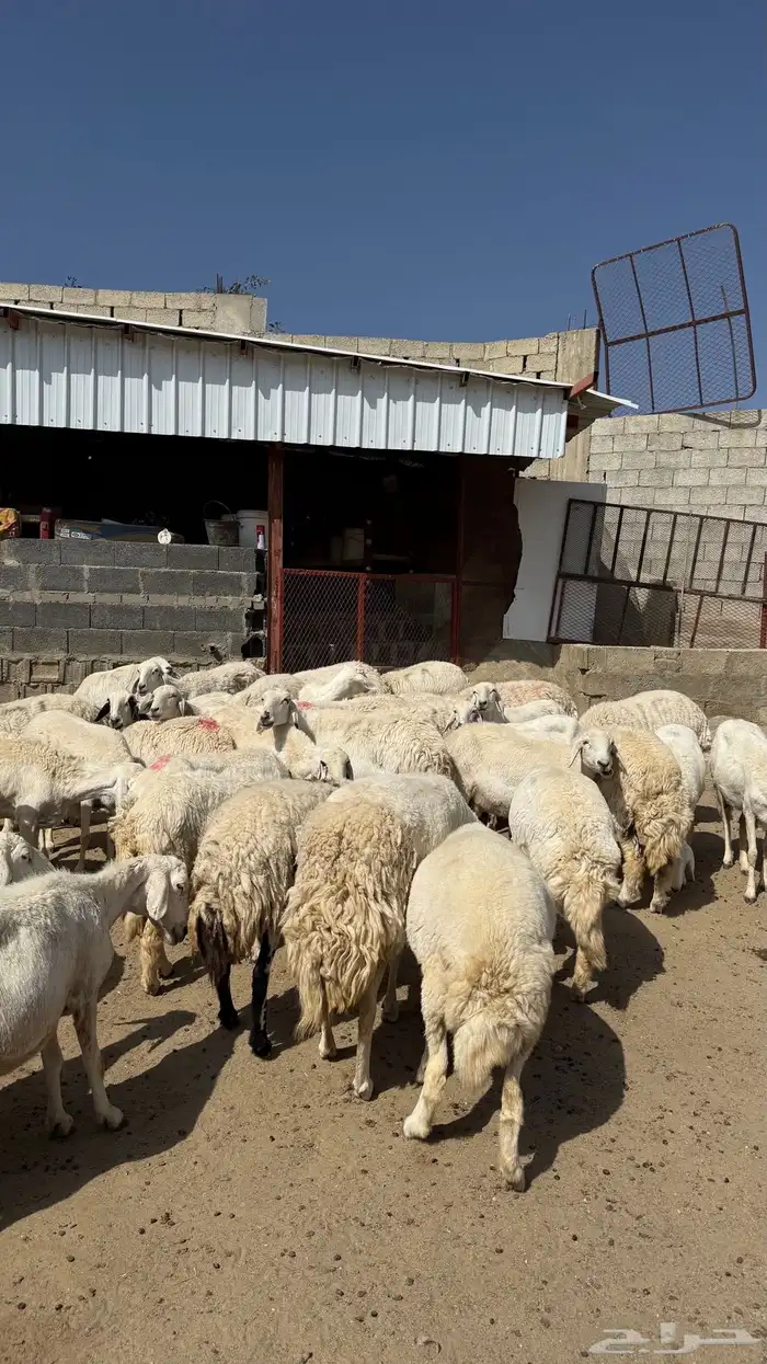 للبيع غنم حريات مراح واحد 19