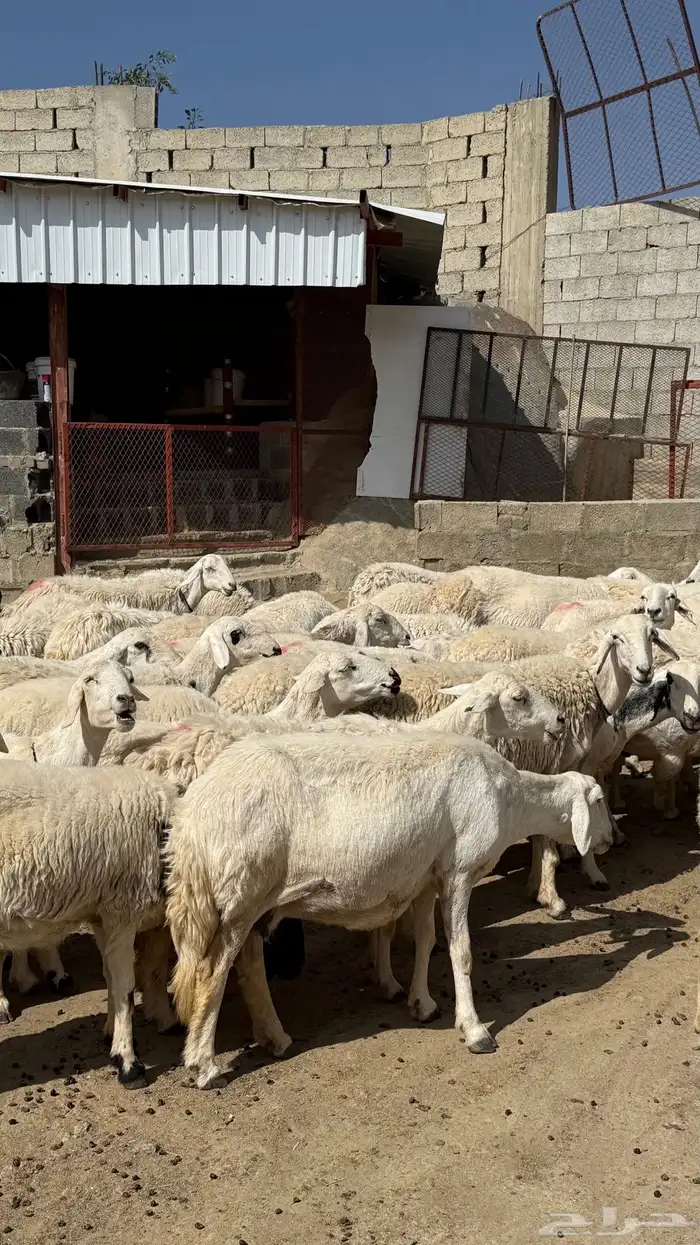للبيع غنم حريات مراح واحد 1