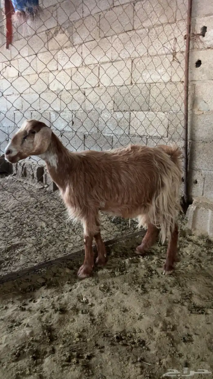 عنزين تحتها عناقين السن رباع والديد والصحه شرط 0