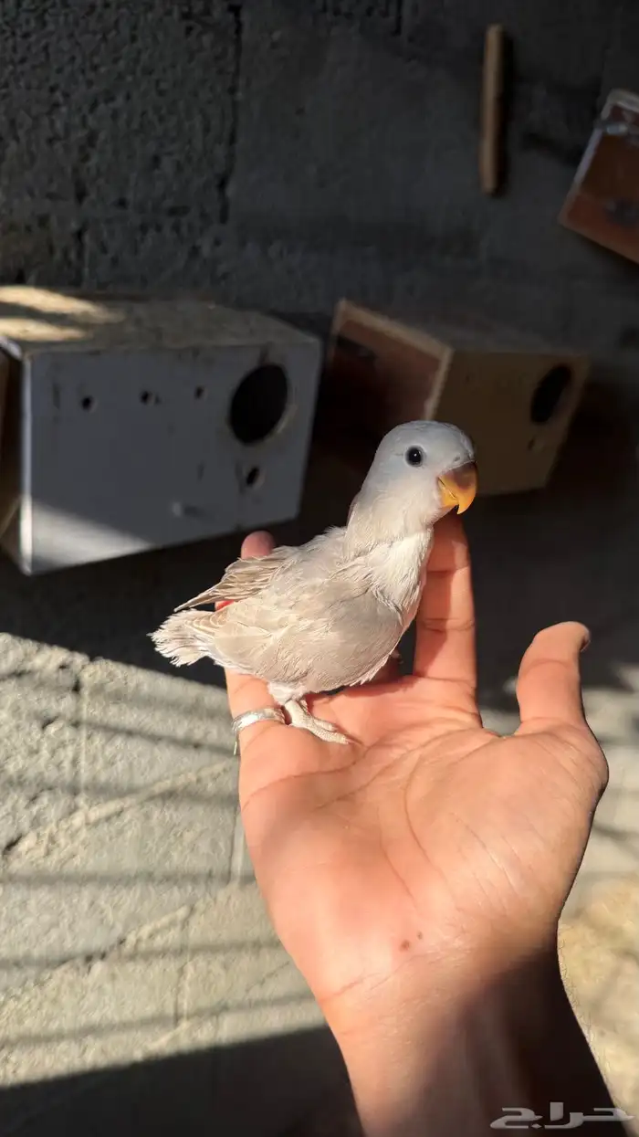 للبيع فروخ روز 7