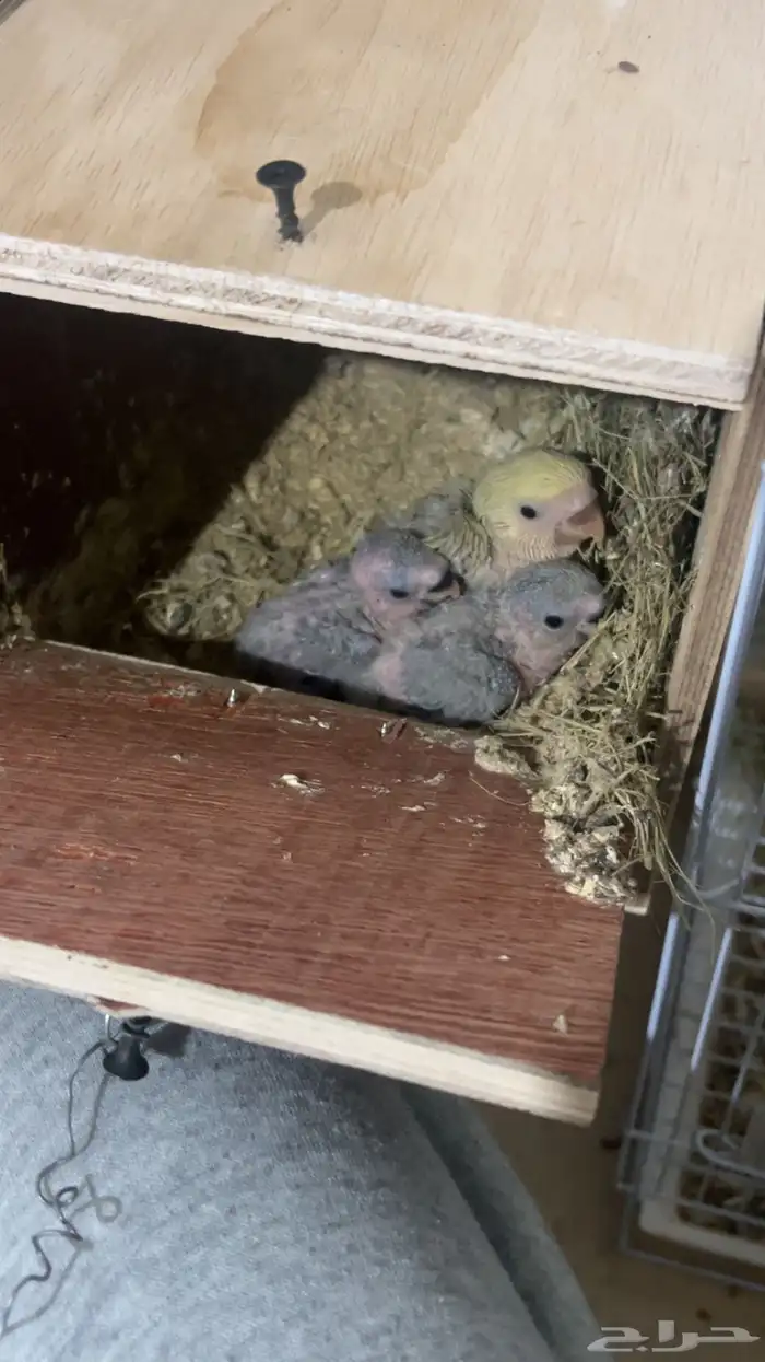 فروخ روز للبيع 0