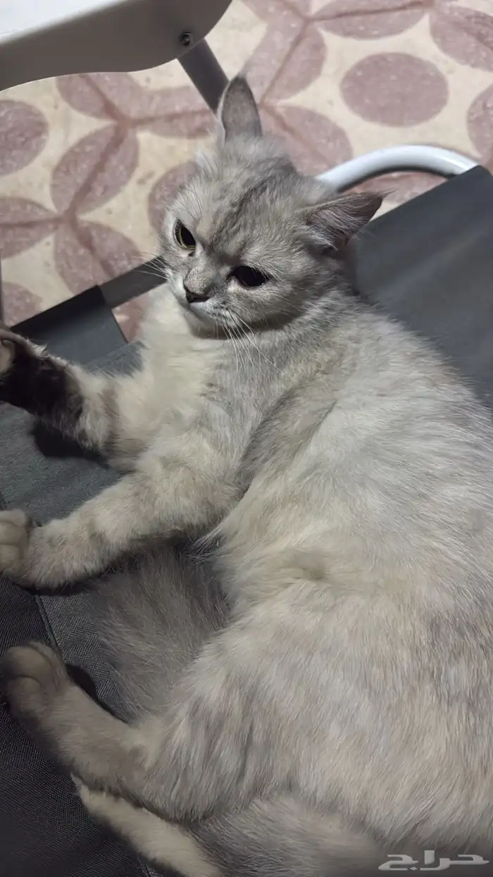 قطه بيت بس رامينها اهلها بالشارع ووضعها مزري تحتاج متبني 0