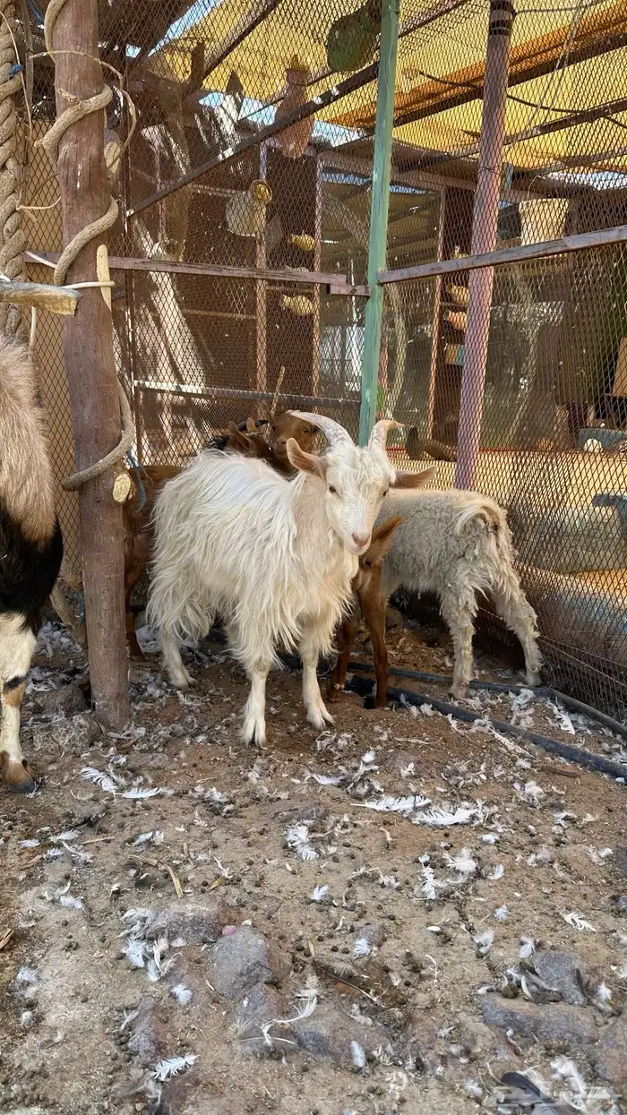 تيوس للبيع 3