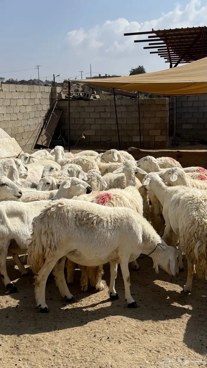 للبيع غنم حريات مراح واحد 6