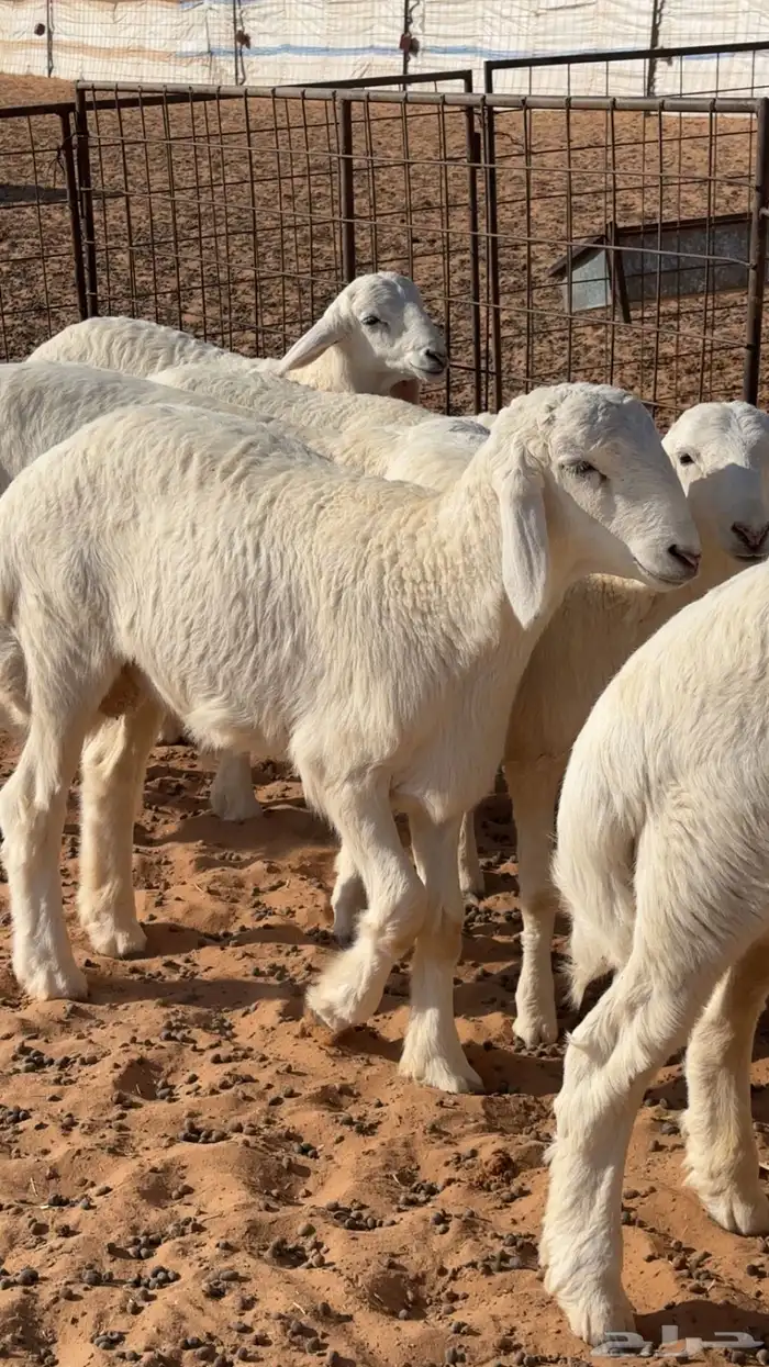 بهم حري هرافي 3