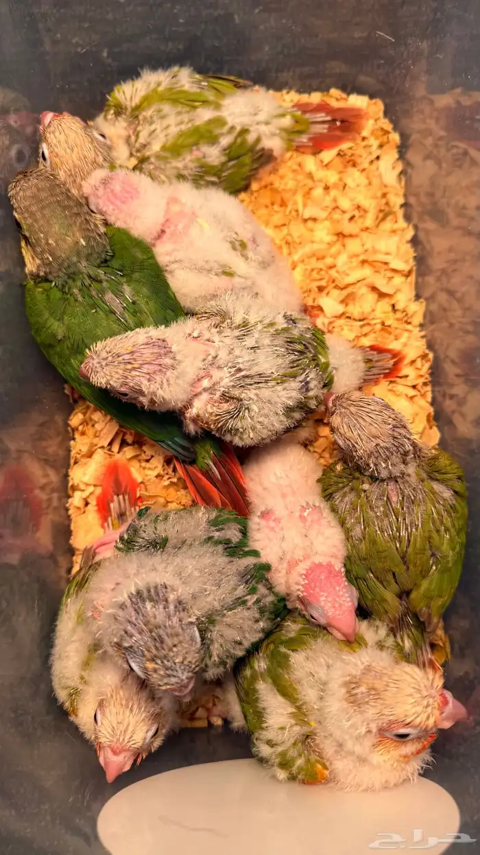 الحق الحق الحق وصلت فروخ الكنيور المطلوبه لعشاق الهدد 11