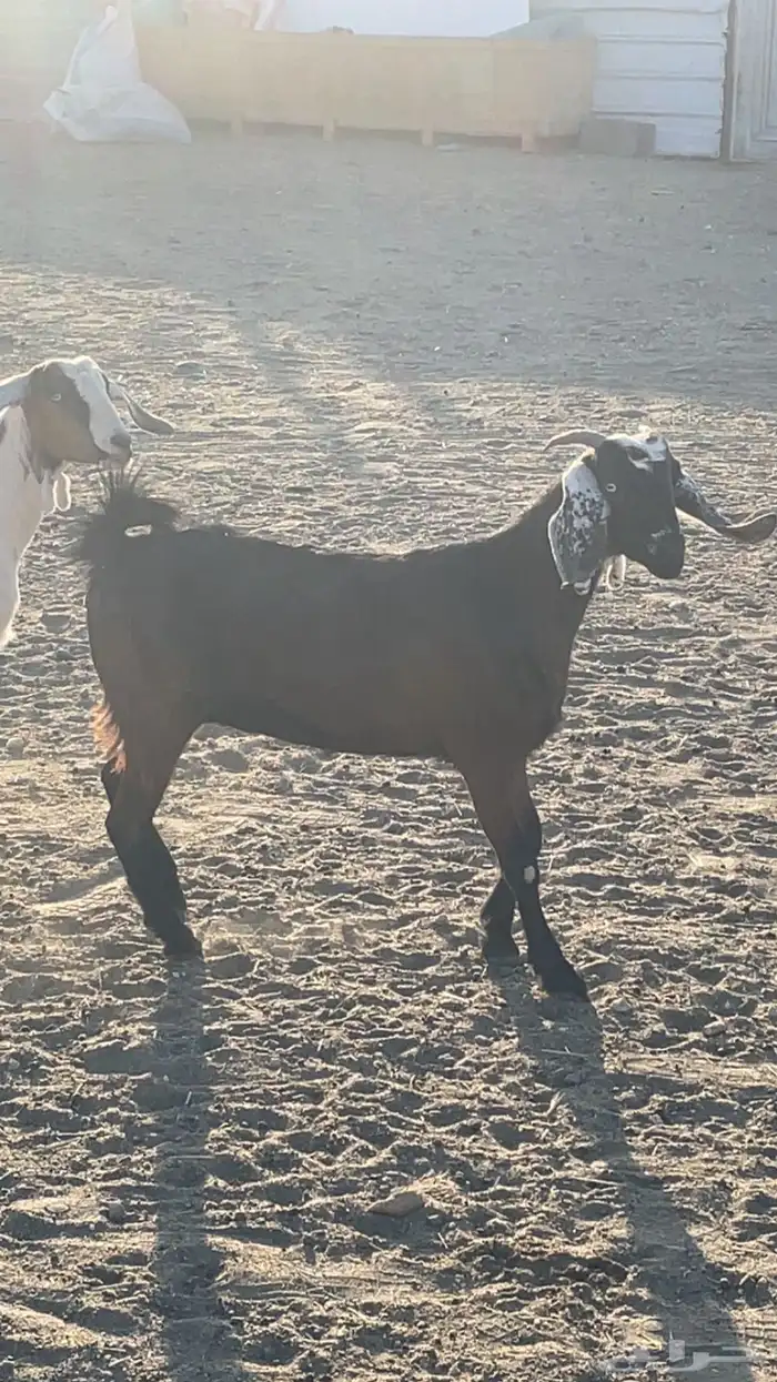 عناقين للبيع 7