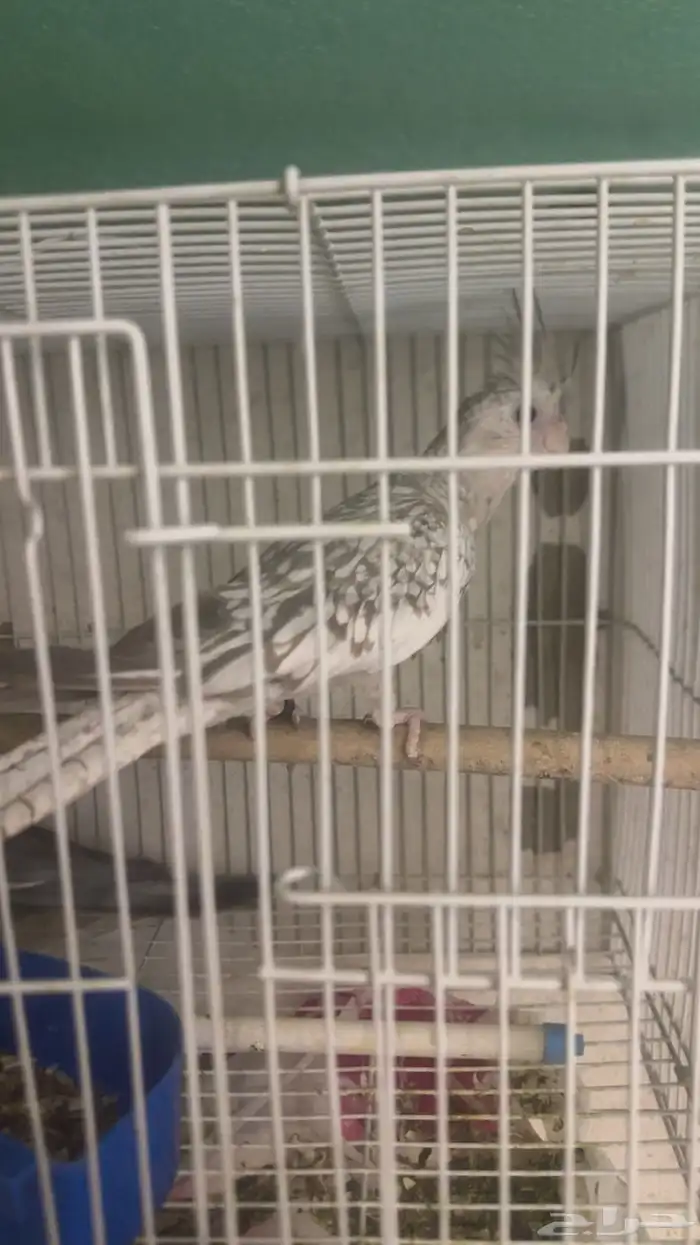 زوج كروان هولندي 3