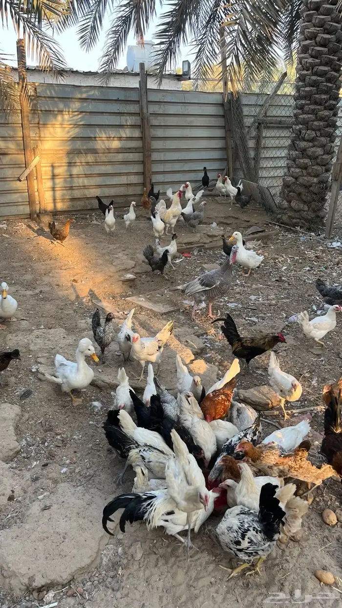 للبيع دجاج مع بط 0