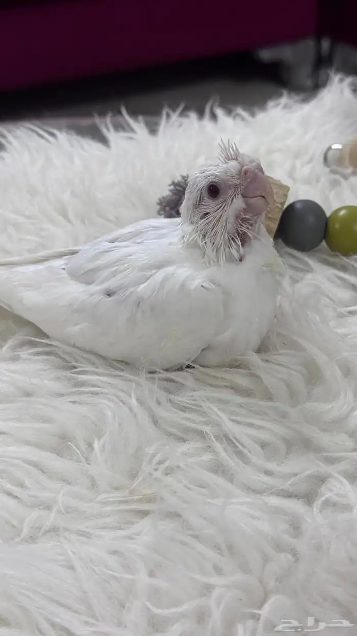 كروان البينو 0