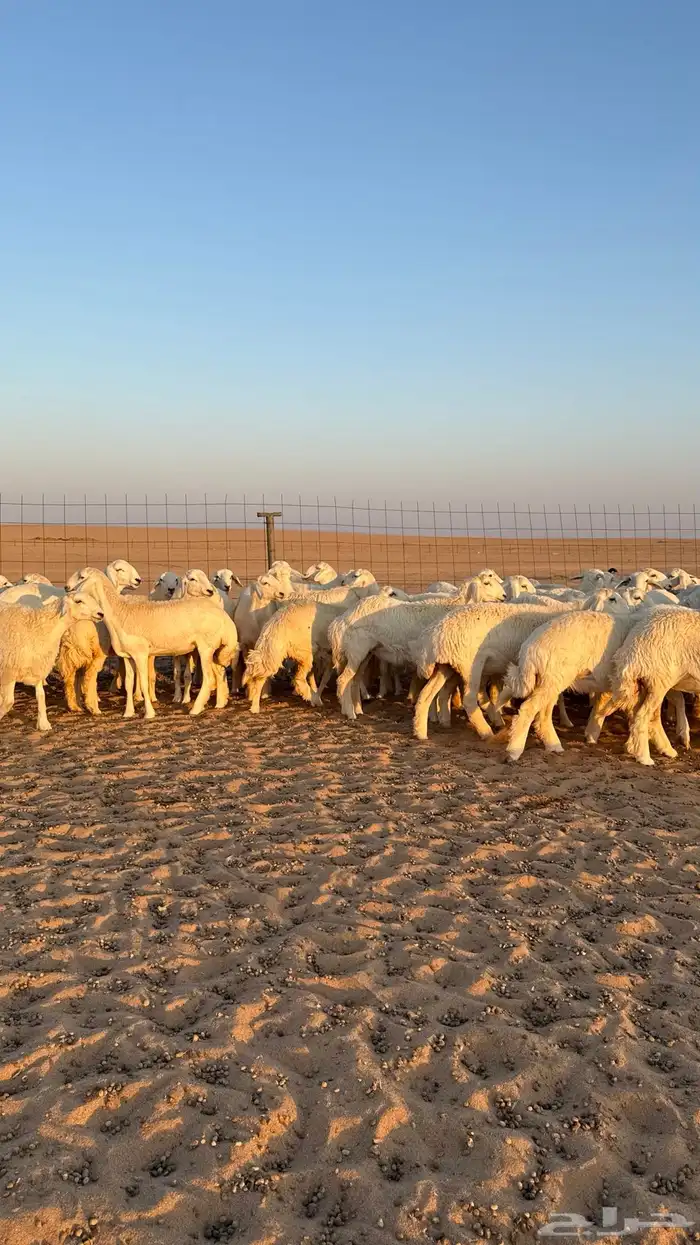 رخال جذعات حريات صنف فاخرر للي يبي الصنف 6