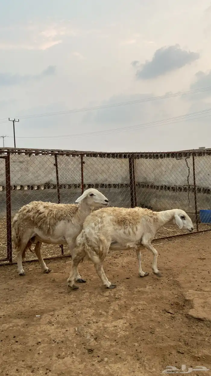 للبيع ضان صنف الصنف 2