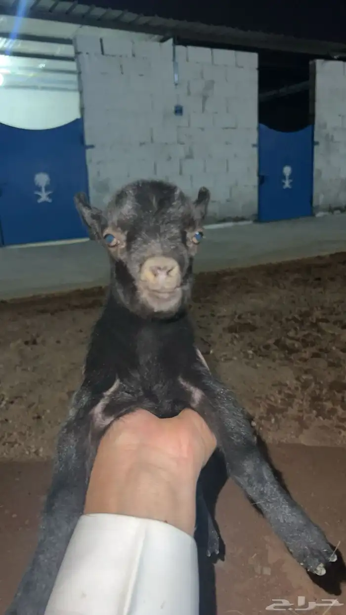 ماعز القزم 1