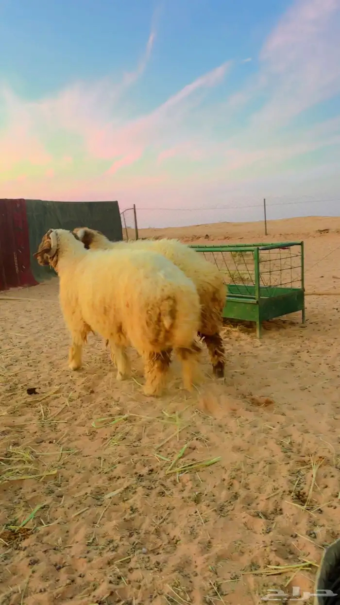 نعيم جذعان جبره 2