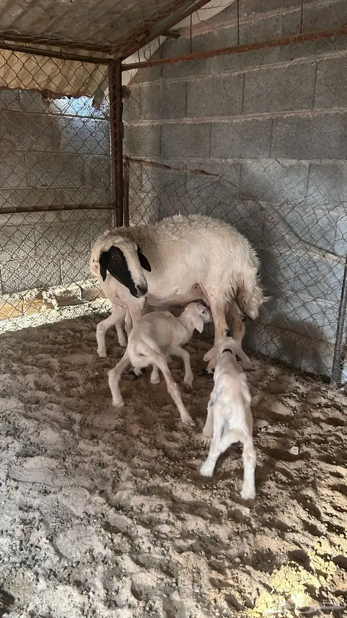 متابيع صفر صنف 8