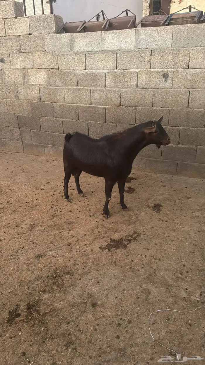 تيس سديس احص مشروط 0