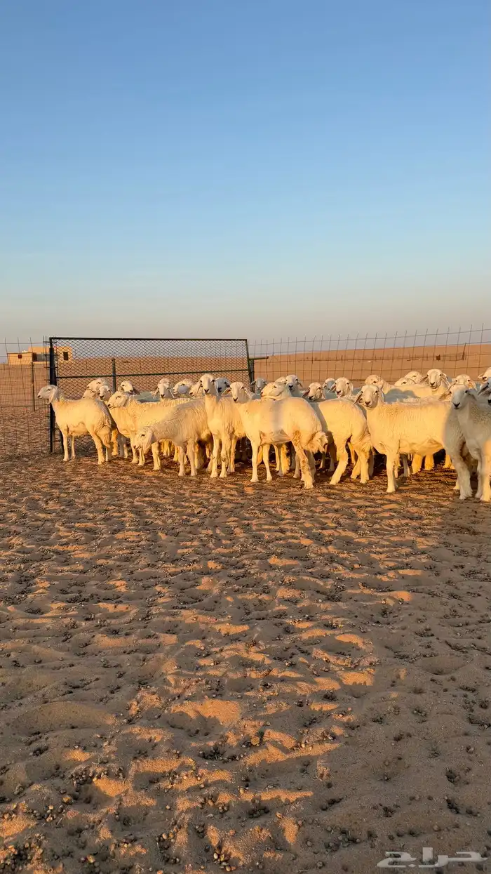 رخال جذعات حريات صنف فاخرر للي يبي الصنف 8