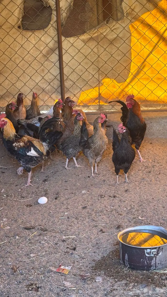 دجاج بلدي حضان بياض على الشرطط 2