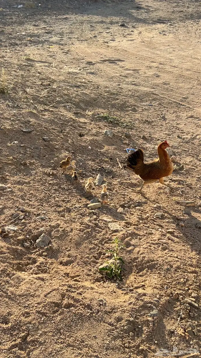 دجاجه عربيه اصيل مفرخه 4